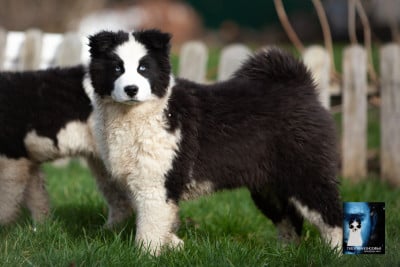 Les chiots de Laika de iakoutie