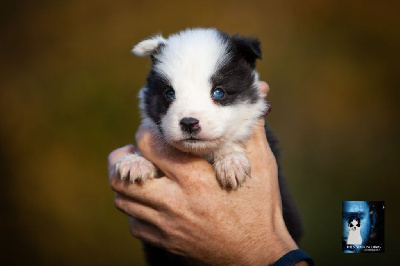 Les chiots de Laika de iakoutie