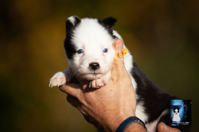 Les chiots de Laika de iakoutie