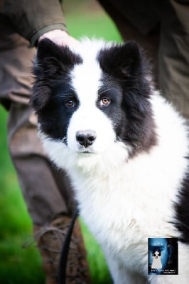 Les chiots de Laika de iakoutie