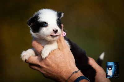 Les chiots de Laika de iakoutie