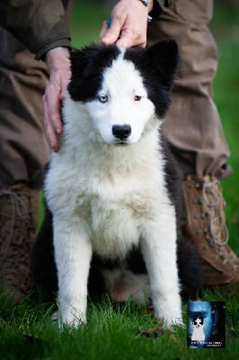 Les chiots de Laika de iakoutie