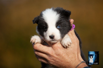 Les chiots de Laika de iakoutie