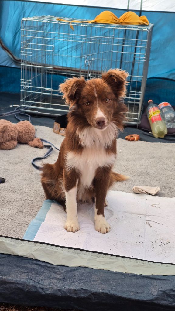 Aloha Des Gardiens Du Camp