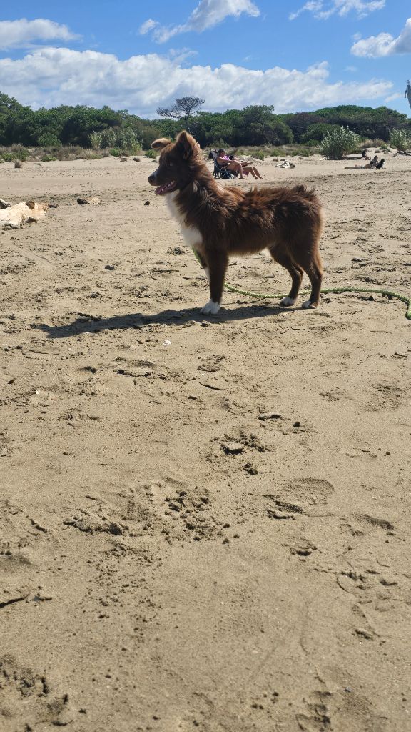 Aloha Des Gardiens Du Camp