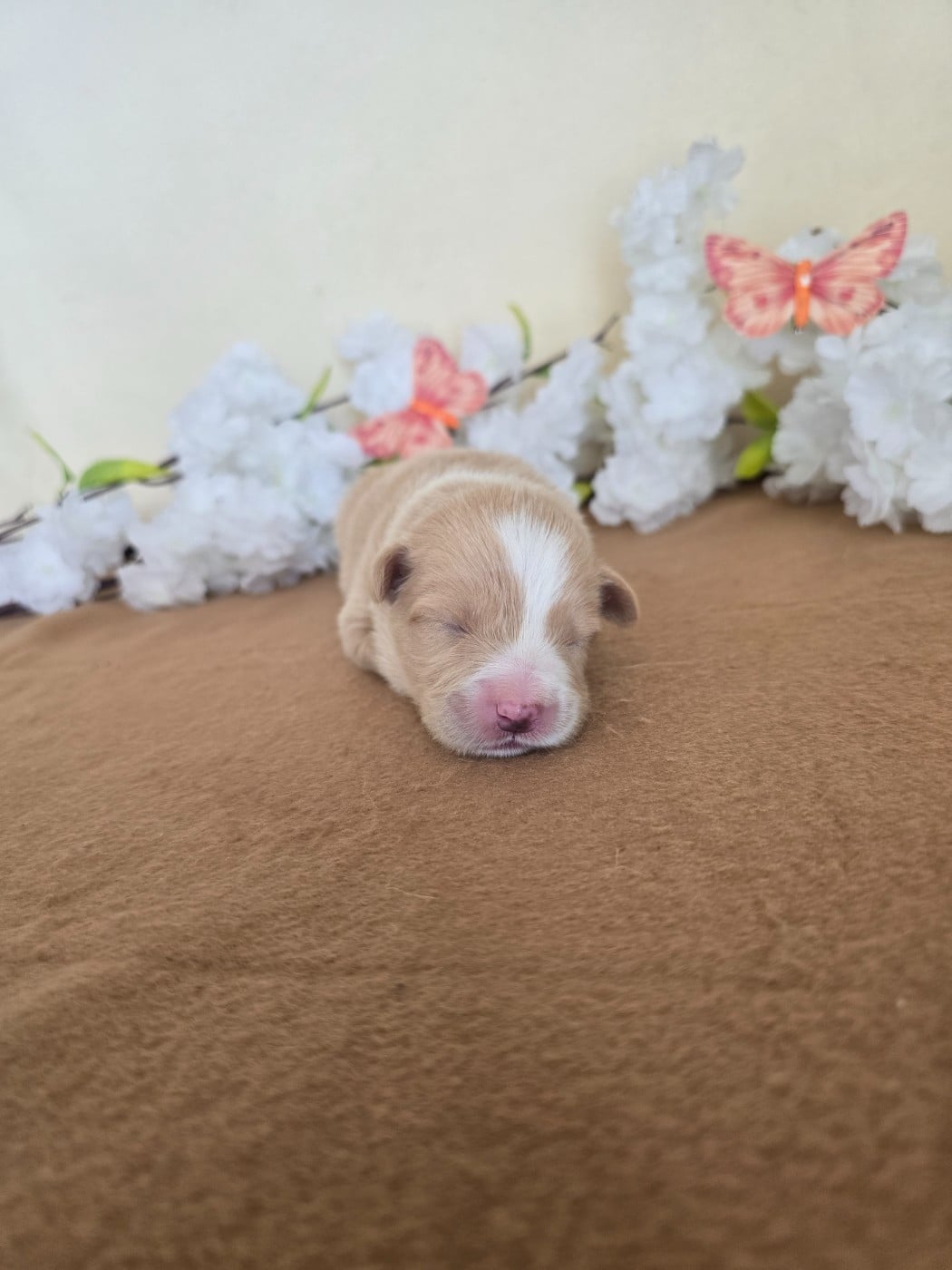 Chiot collier vert clair