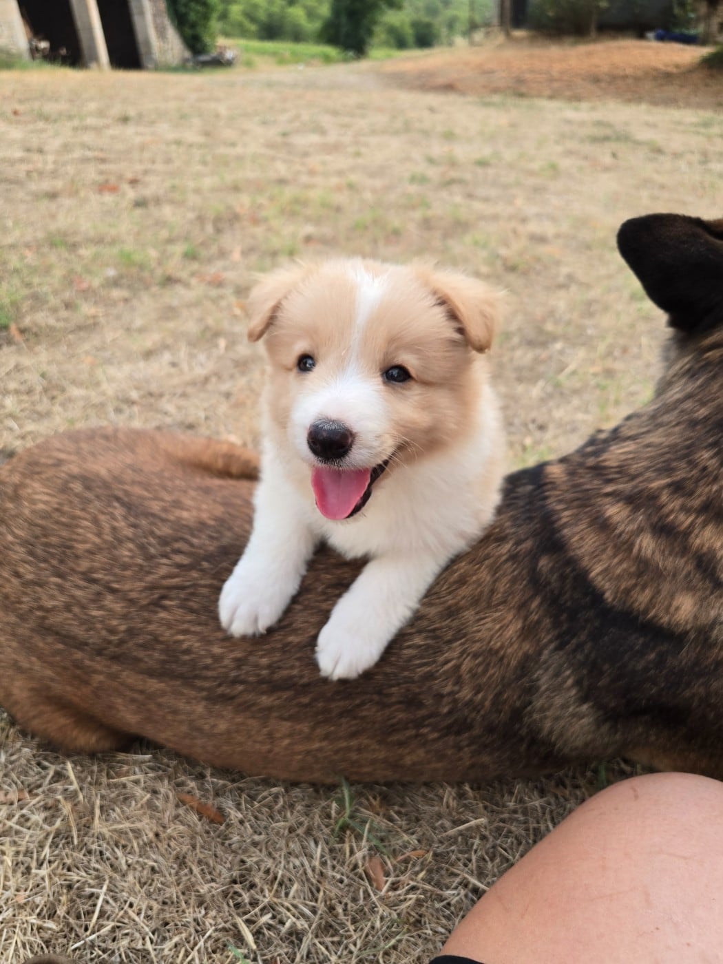 Chiot sans collier