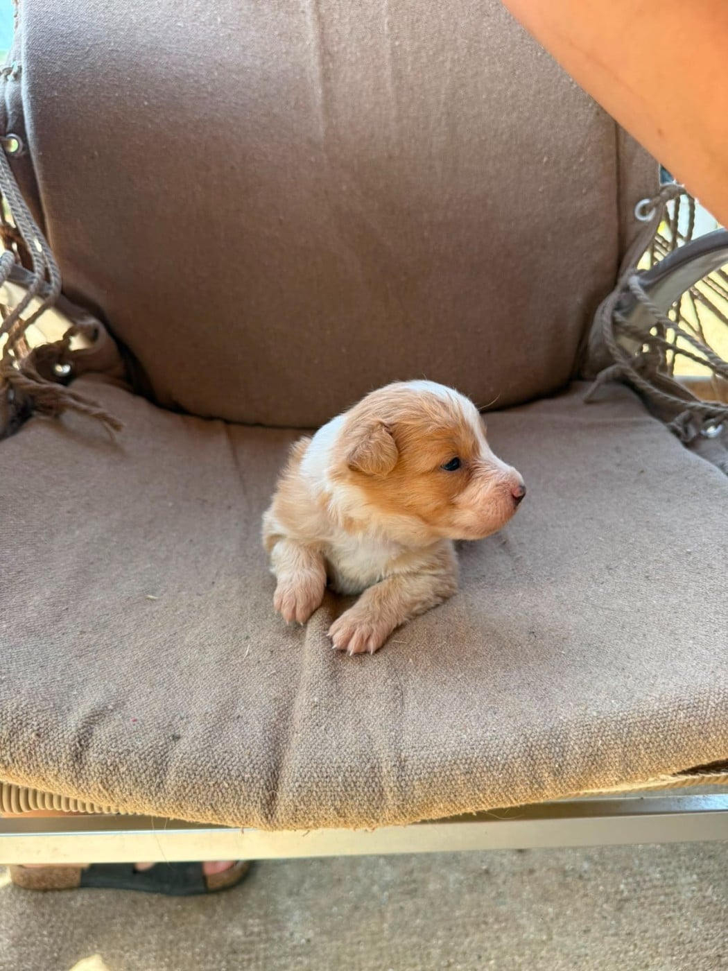 Chiot sans collier