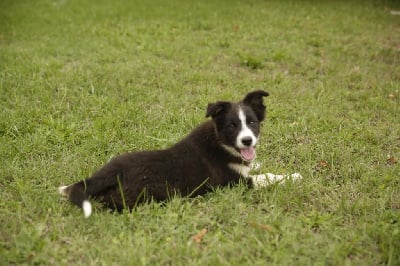 Les chiots de Border Collie