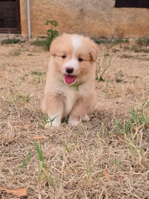 Les chiots de Border Collie