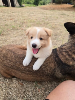 Les chiots de Border Collie