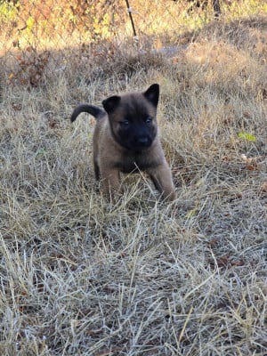 Les chiots de Berger Belge