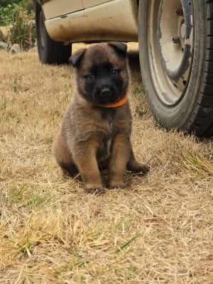 Les chiots de Berger Belge