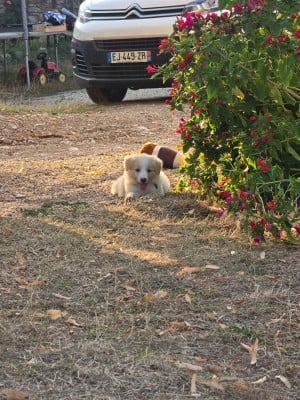 Les chiots de Border Collie
