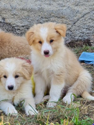 Les chiots de Border Collie