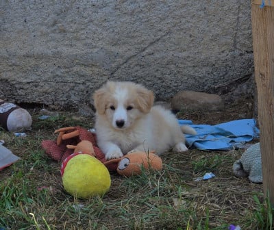 Les chiots de Border Collie