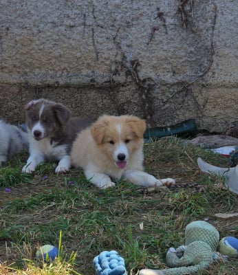 Les chiots de Border Collie