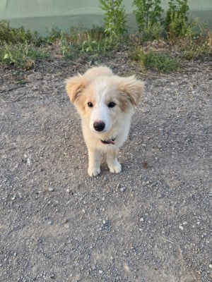 Les chiots de Border Collie
