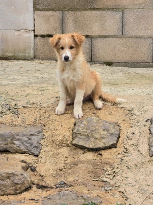 Les chiots de Border Collie
