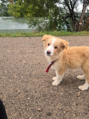Les chiots de Border Collie