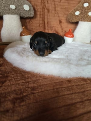 Les chiots de Teckel poil ras