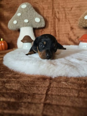 Les chiots de Teckel poil ras