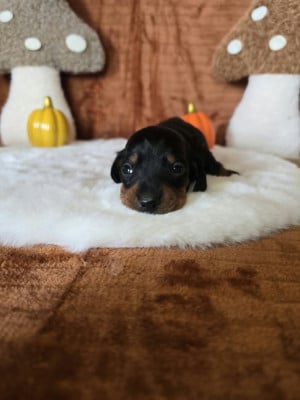 Les chiots de Teckel poil ras