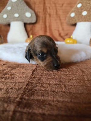 Les chiots de Teckel poil ras