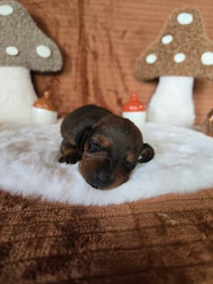 Les chiots de Teckel poil ras