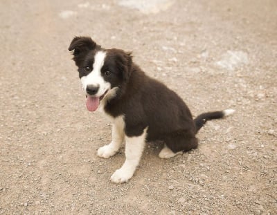 Les chiots de Border Collie