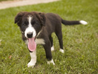 Les chiots de Border Collie