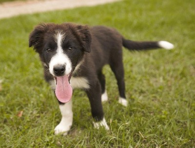 Border Collie