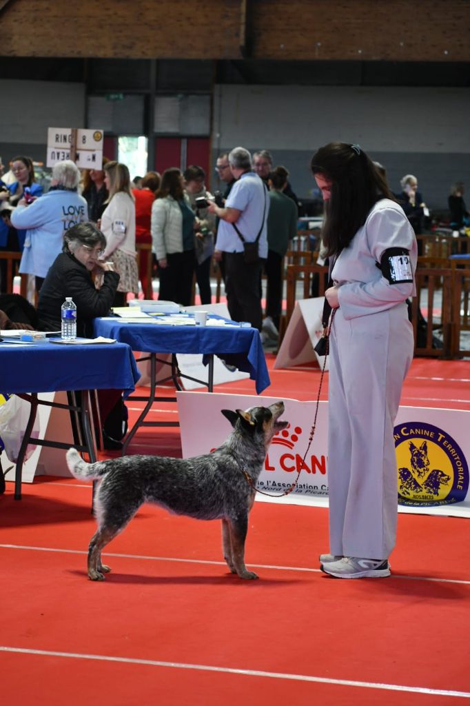 CH. Under a million lights Of Willandra Lakes - 1er Excellent - CACJ - Meilleur Jeune - Meilleur de Race (Classe Jeune)