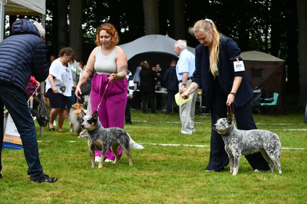 CH. Under a million lights Of Willandra Lakes - 1er Excellent - RCACS (Classe Ouverte)