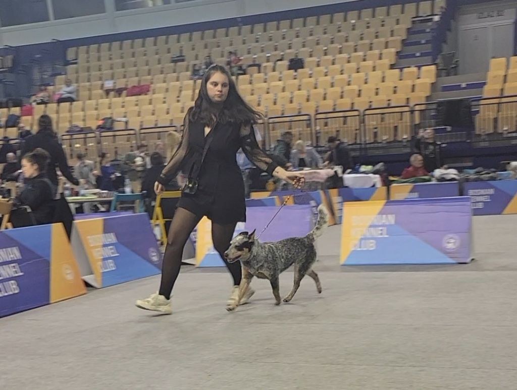 CH. Under a million lights Of Willandra Lakes - 1er Excellent - CACJ - CACIBJ - Meilleur de Sexe Opposé (Classe Jeune)