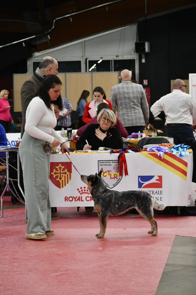 CH. Under a million lights Of Willandra Lakes - 1er Excellent - RCACS (Classe Intermédiaire)
