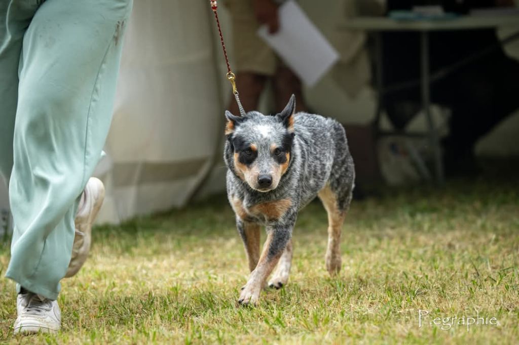 CH. Under a million lights Of Willandra Lakes - Excellent (Classe Ouverte)