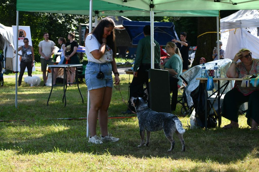 CH. Under a million lights Of Willandra Lakes - 1er Excellent - CAC - Meilleur de Sexe Opposé (Classe Intermédiaire)