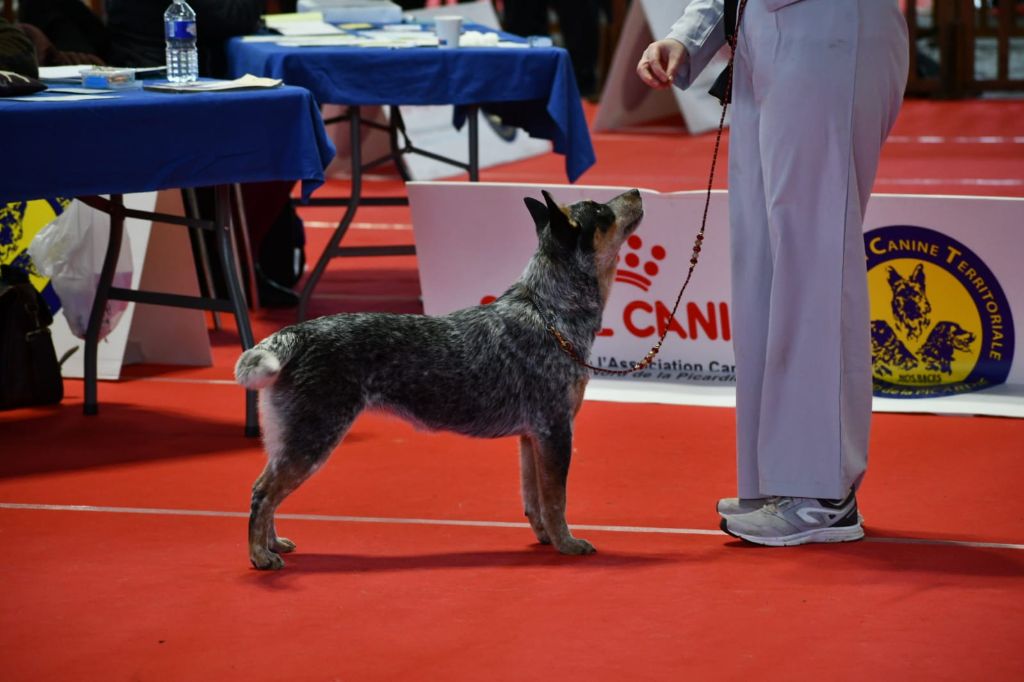 CH. Under a million lights Of Willandra Lakes - 1er Excellent - CACJ - Meilleur Jeune - Meilleur de Race (Classe Jeune)