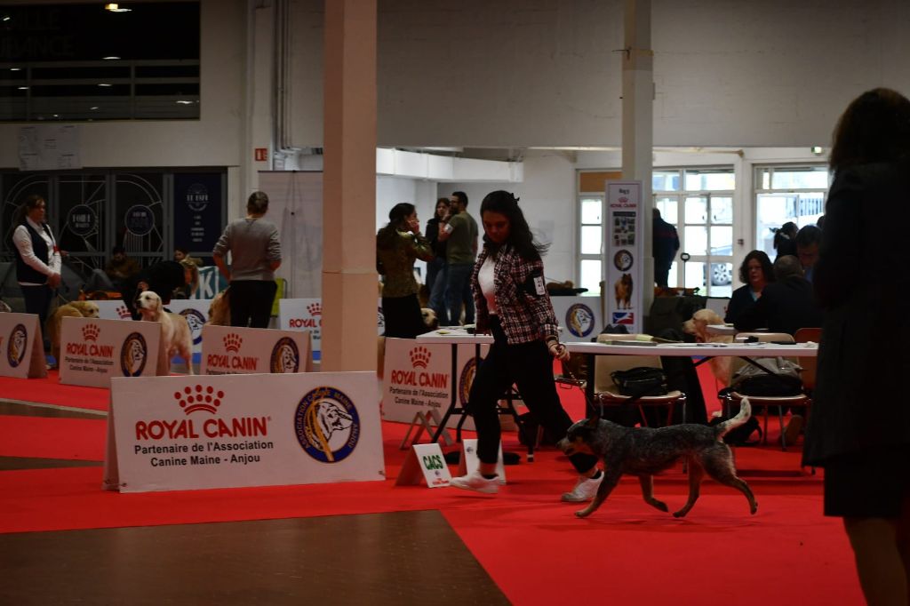 CH. Under a million lights Of Willandra Lakes - 2ème Très Bon (Classe Intermédiaire)