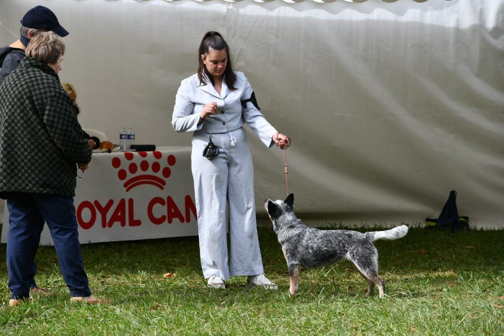CH. Under a million lights Of Willandra Lakes - 1er Excellent - CACS - CACIB - Meilleur de Sexe Opposé (Classe Intermédiaire)