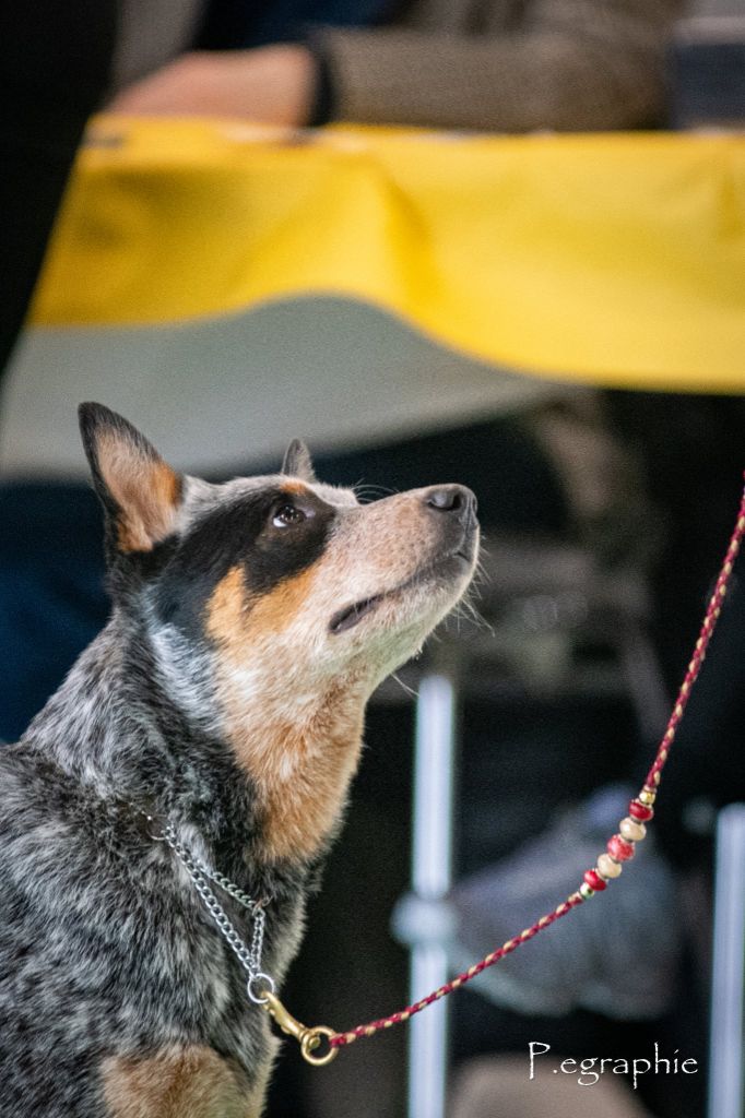 CH. Under a million lights Of Willandra Lakes - 1er Excellent (Classe Intermédiaire)