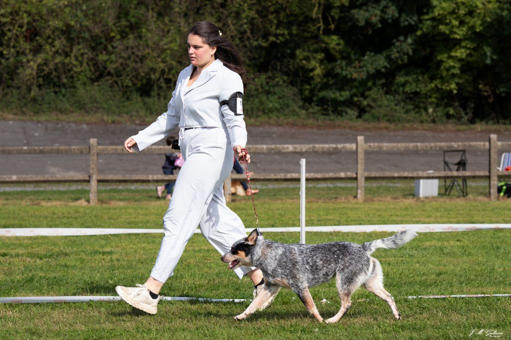 CH. Under a million lights Of Willandra Lakes - 2ème Excellent - RCACS (Classe Intermédiaire)