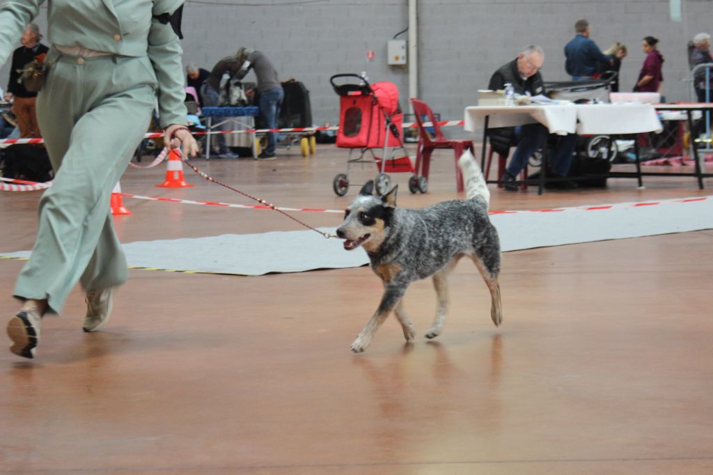 CH. Under a million lights Of Willandra Lakes - 2ème Excellent (Classe Intermédiaire)