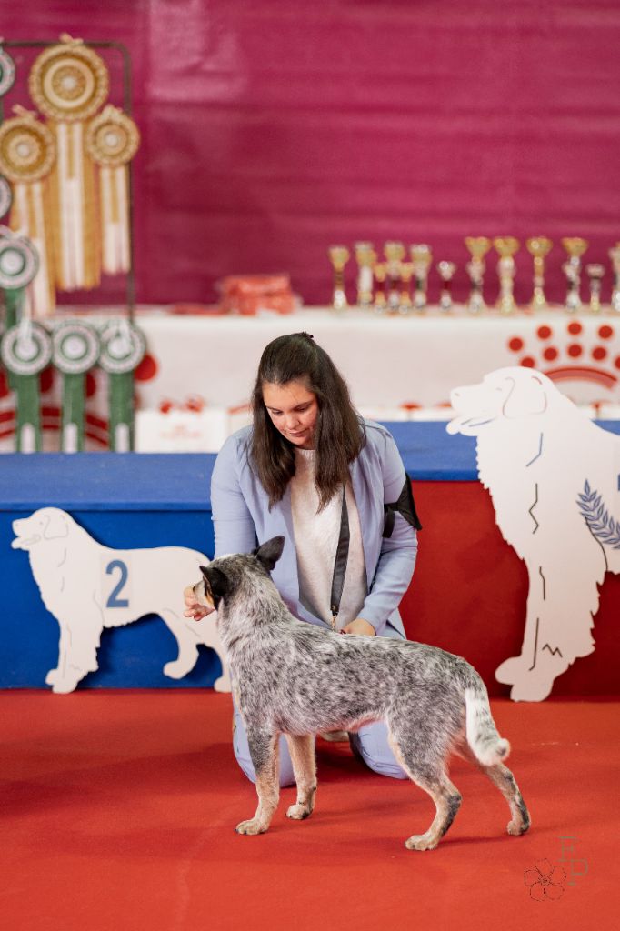 CH. Under a million lights Of Willandra Lakes - 1er Très Prometteur - Meilleur Baby (Classe Baby)