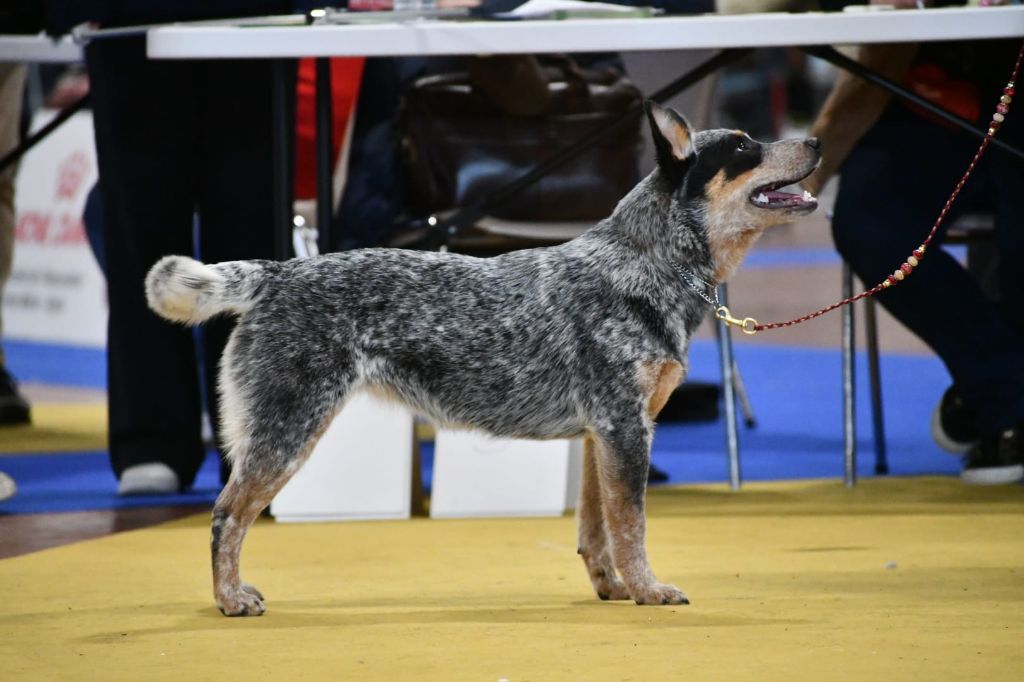 CH. Under a million lights Of Willandra Lakes - 1er Excellent - CACIBJ - Meilleur de Sexe Opposé (Classe Jeune)