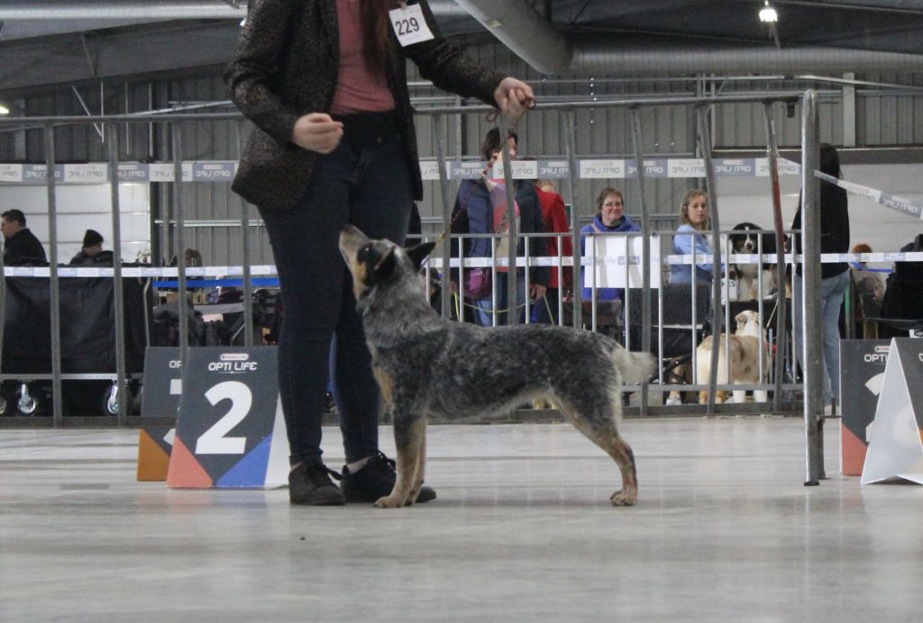 CH. Under a million lights Of Willandra Lakes - 1er Excellent - CACIBJ (Classe Jeune)