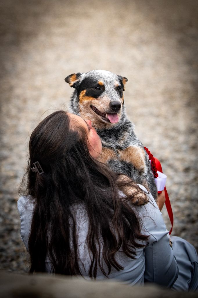 CH. Under a million lights Of Willandra Lakes - 1er Excellent - CAC - CACIB - Meilleur de Sexe Opposé (Classe Intermédiaire)