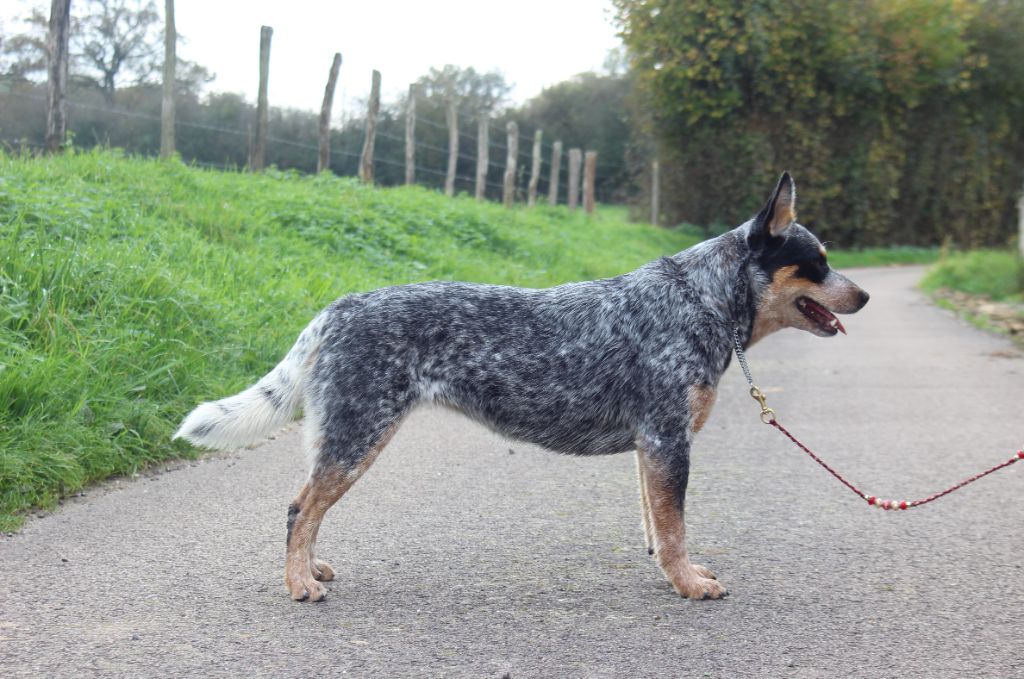 CH. Under a million lights Of Willandra Lakes - 1er Excellent - CACS - Meilleur de Race (Classe Intermédiaire)