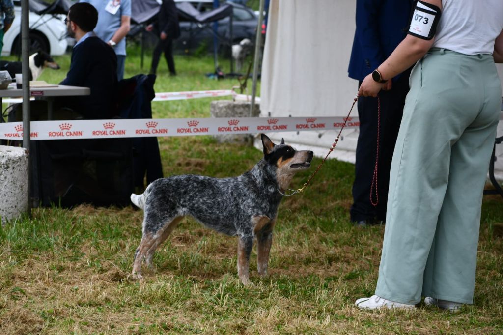 CH. Under a million lights Of Willandra Lakes - 1er Excellent - CACS - Meilleur de Race (Classe Intermédiaire)